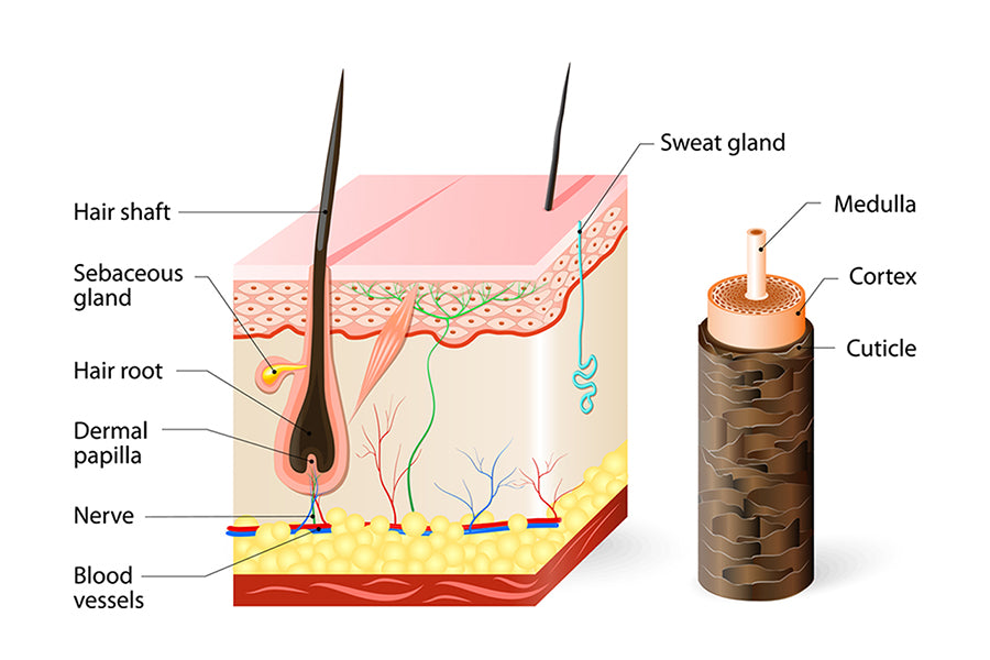 The Anatomy Of The Hair Follicle